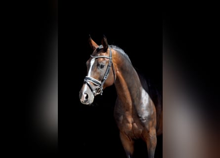 Weitere Warmblüter, Wallach, 11 Jahre, Brauner