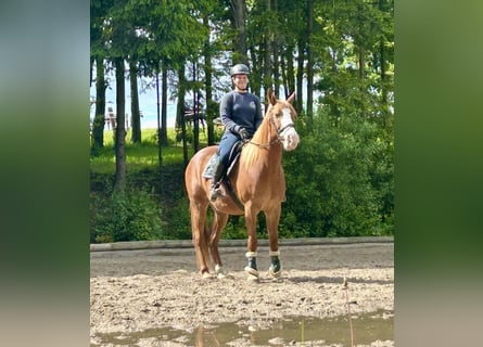 Weitere Warmblüter, Wallach, 11 Jahre, Fuchs