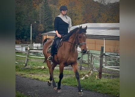 Weitere Warmblüter, Wallach, 12 Jahre, 155 cm, Brauner
