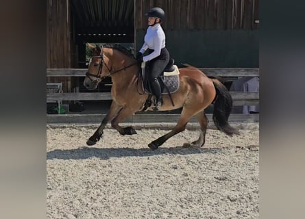 Weitere Warmblüter Mix, Wallach, 12 Jahre, 156 cm, Brauner
