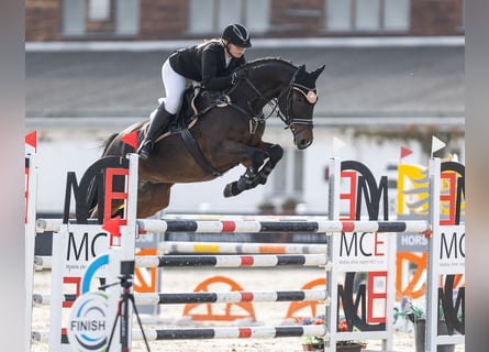 Weitere Warmblüter, Wallach, 12 Jahre, 165 cm, Brauner