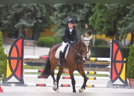 Weitere Warmblüter, Wallach, 12 Jahre, 168 cm, Brauner