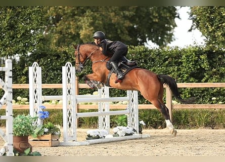 Weitere Warmblüter, Wallach, 14 Jahre, 146 cm