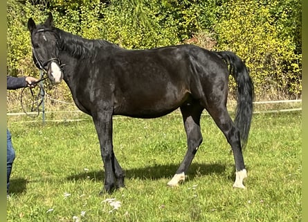 Weitere Warmblüter, Wallach, 16 Jahre, 165 cm, Rappe