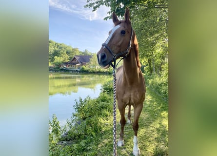 Weitere Warmblüter, Wallach, 18 Jahre, 172 cm, Fuchs