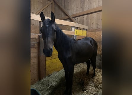 Weitere Warmblüter, Wallach, 1 Jahr, 165 cm, Schwarzbrauner