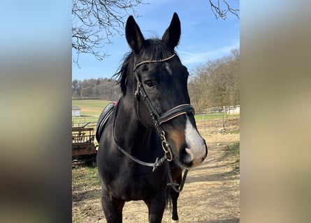 Weitere Warmblüter, Wallach, 21 Jahre, 165 cm, Dunkelbrauner