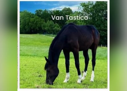 Weitere Warmblüter, Wallach, 2 Jahre, 165 cm, Rappe