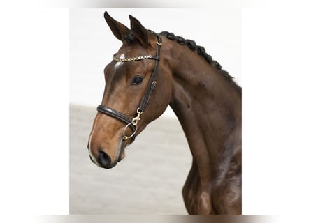 Weitere Warmblüter, Wallach, 2 Jahre, 168 cm, Brauner