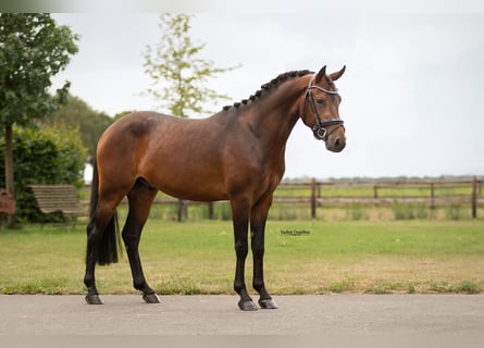 Weitere Warmblüter, Wallach, 3 Jahre, 145 cm, Dunkelbrauner