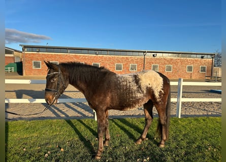 Weitere Warmblüter, Wallach, 3 Jahre, 155 cm, Dunkelbrauner