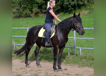 Weitere Warmblüter Mix, Wallach, 3 Jahre, 155 cm, Schwarzbrauner