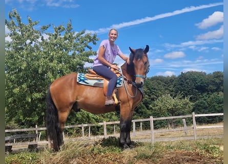 Weitere Warmblüter, Wallach, 3 Jahre, 159 cm, Brauner