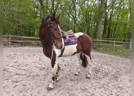 Weitere Warmblüter, Wallach, 3 Jahre, 160 cm, Schecke