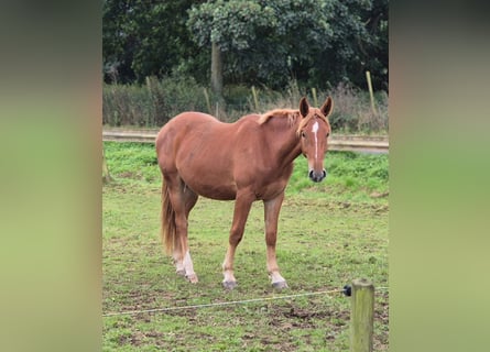 Weitere Warmblüter, Wallach, 3 Jahre, 162 cm