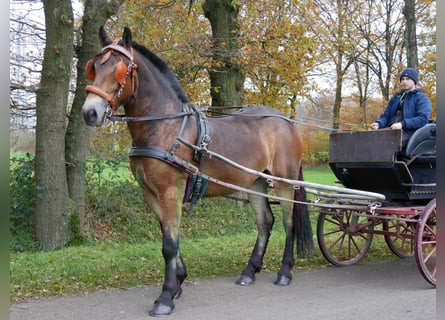 Weitere Warmblüter Mix, Wallach, 3 Jahre, 163 cm