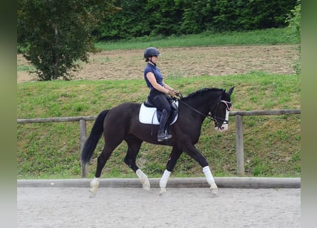 Weitere Warmblüter, Wallach, 3 Jahre, 165 cm, Rappe