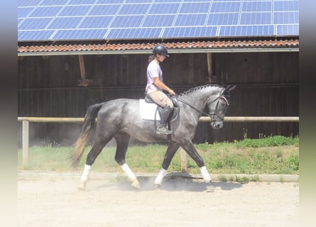 Weitere Warmblüter, Wallach, 3 Jahre, 170 cm, Schimmel