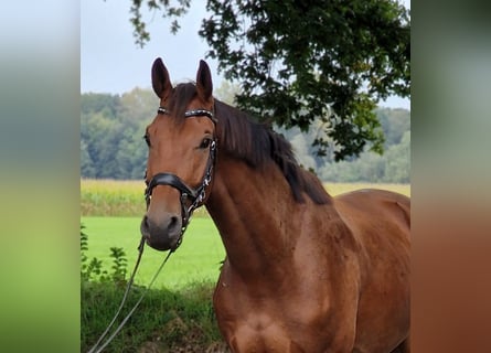 Weitere Warmblüter, Wallach, 3 Jahre, 175 cm