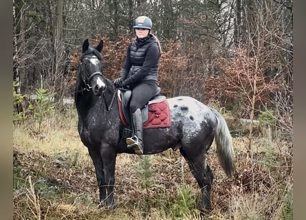Weitere Warmblüter, Wallach, 4 Jahre, 150 cm, Tigerschecke