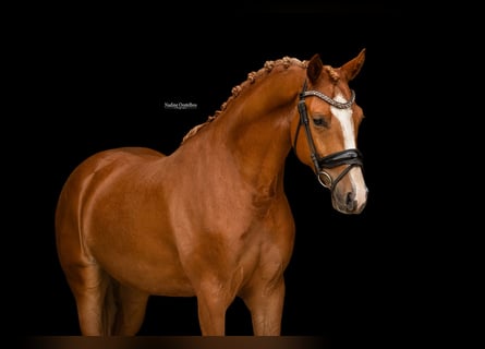Weitere Warmblüter, Wallach, 4 Jahre, 153 cm, Fuchs