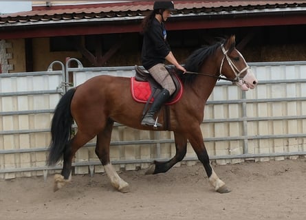 Weitere Warmblüter Mix, Wallach, 4 Jahre, 155 cm, Hellbrauner