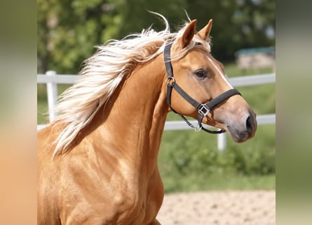 Weitere Warmblüter, Wallach, 4 Jahre, 160 cm, Palomino