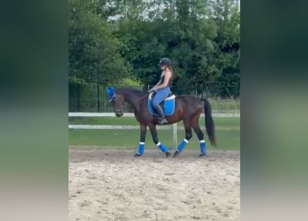Weitere Warmblüter, Wallach, 4 Jahre, 162 cm, Dunkelbrauner