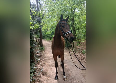 Weitere Warmblüter, Wallach, 4 Jahre, 164 cm, Brauner