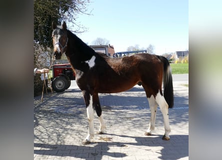 Weitere Warmblüter, Wallach, 4 Jahre, 164 cm, Schecke