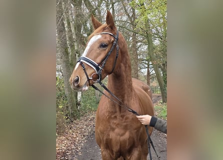 Weitere Warmblüter, Wallach, 4 Jahre, 165 cm, Fuchs