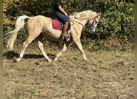 Weitere Warmblüter, Wallach, 4 Jahre, 165 cm, Palomino
