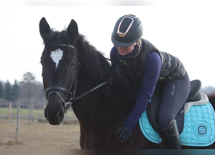 Weitere Warmblüter, Wallach, 4 Jahre, 165 cm, Rappe