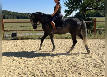 Weitere Warmblüter, Wallach, 4 Jahre, 165 cm, Schimmel