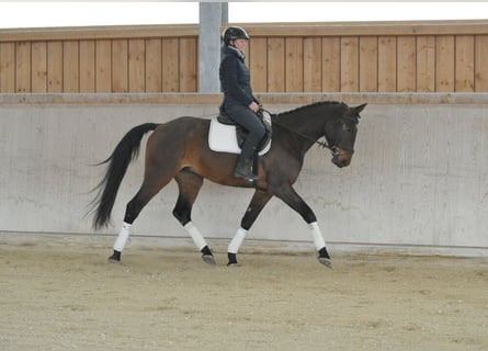 Weitere Warmblüter, Wallach, 4 Jahre, 167 cm, Brauner