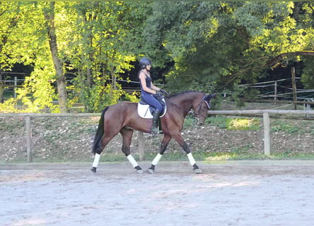 Weitere Warmblüter, Wallach, 4 Jahre, 167 cm, Brauner