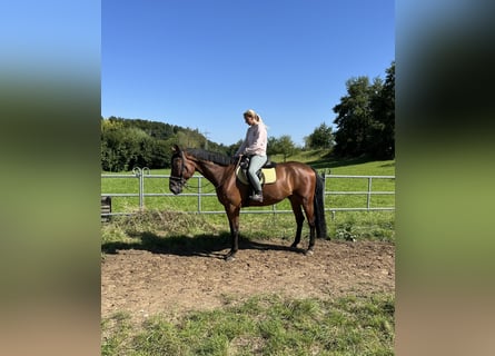 Weitere Warmblüter, Wallach, 4 Jahre, 170 cm, Brauner