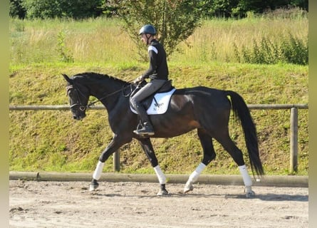 Weitere Warmblüter, Wallach, 4 Jahre, 170 cm, Rappe