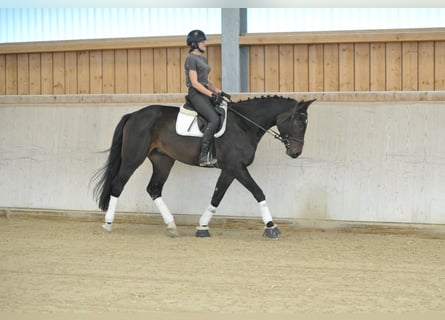 Weitere Warmblüter, Wallach, 4 Jahre, 172 cm, Schwarzbrauner