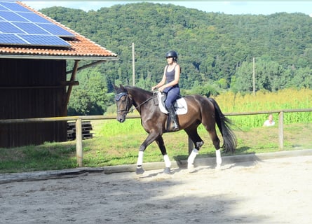 Weitere Warmblüter, Wallach, 4 Jahre, 172 cm, Schwarzbrauner