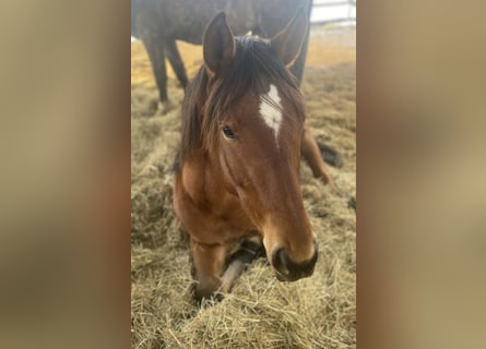 Weitere Warmblüter, Wallach, 4 Jahre