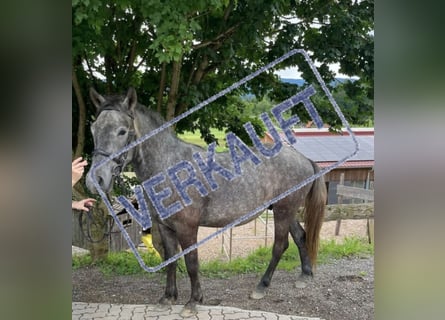 Weitere Warmblüter, Wallach, 4 Jahre