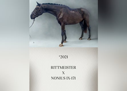 Weitere Warmblüter, Wallach, 4 Jahre, Rappe