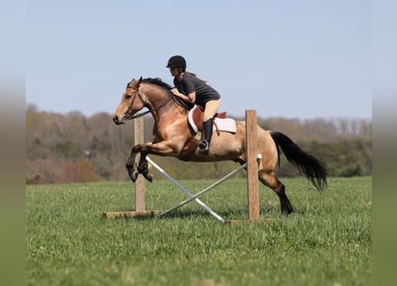 Weitere Warmblüter, Wallach, 5 Jahre, 152 cm, Buckskin