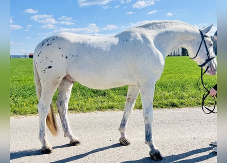 Weitere Warmblüter, Wallach, 5 Jahre, 155 cm, Rotschimmel