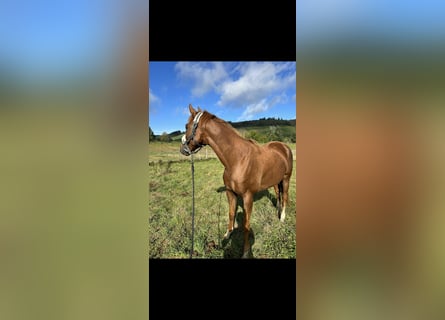 Weitere Warmblüter, Wallach, 5 Jahre, 159 cm, Fuchs