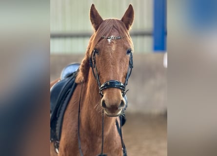 Weitere Warmblüter, Wallach, 5 Jahre, 160 cm, Fuchs