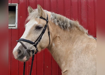 Weitere Warmblüter Mix, Wallach, 5 Jahre, 160 cm, Palomino