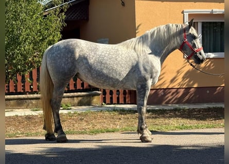 Weitere Warmblüter, Wallach, 5 Jahre, 162 cm, Schimmel