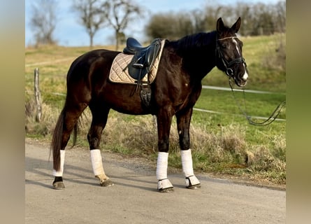 Weitere Warmblüter, Wallach, 5 Jahre, 165 cm, Rappe